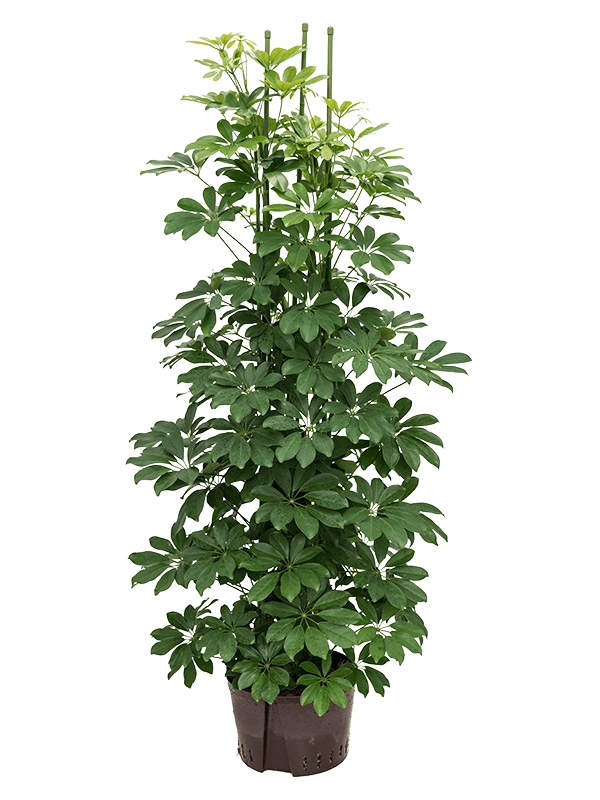 Schefflera arboricola ‘Compacta’