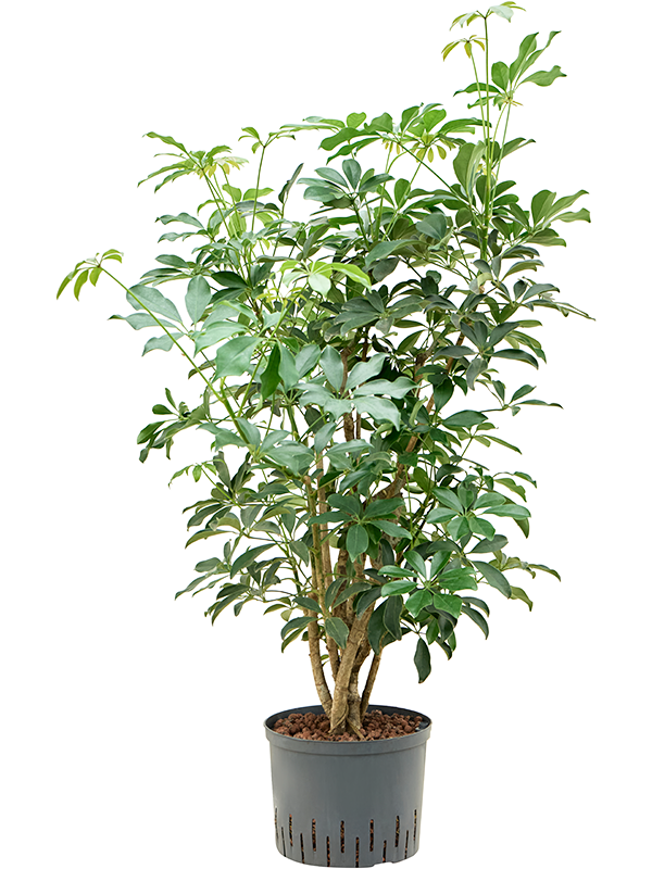 Schefflera arboricola 'Compacta'