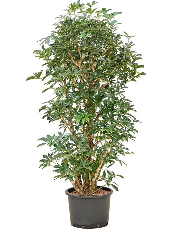 Schefflera arboricola 'Compacta'