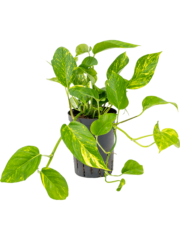 Scindapsus (Epipremnum) 'Aureum'