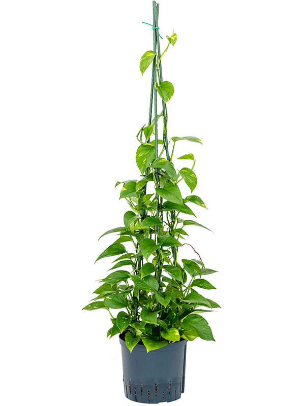 Scindapsus (Epipremnum) 'Aureum'