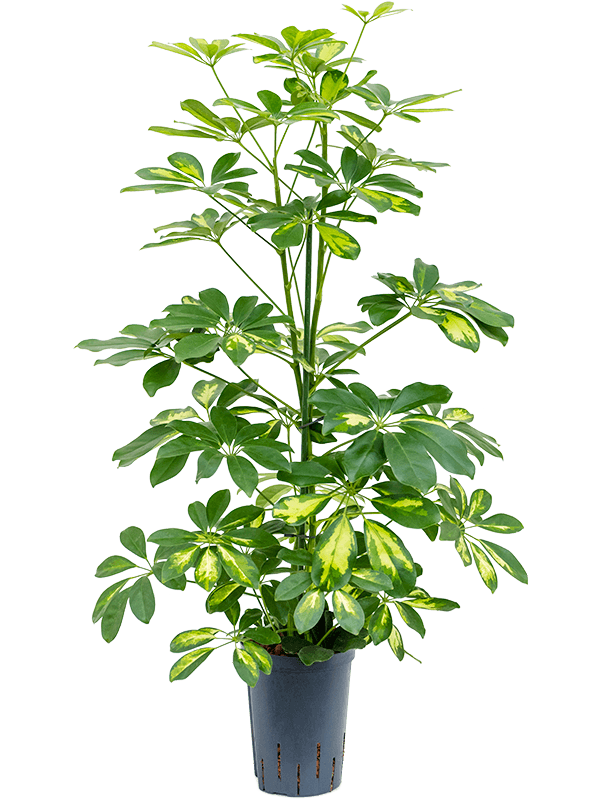 Schefflera arboricola 'Gold Capella'