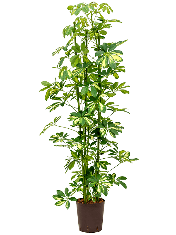 Schefflera arboricola 'Gold Capella'