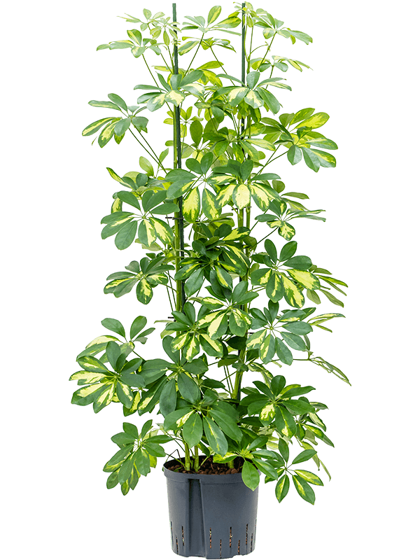 Schefflera arboricola 'Gold Capella'