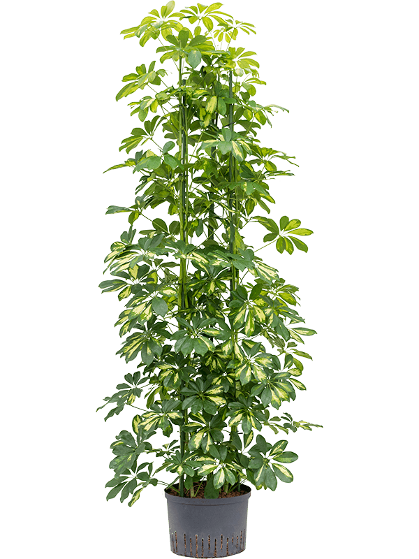 Schefflera arboricola 'Gold Capella'