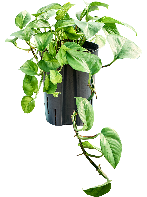 Scindapsus (Epipremnum) 'Global Green