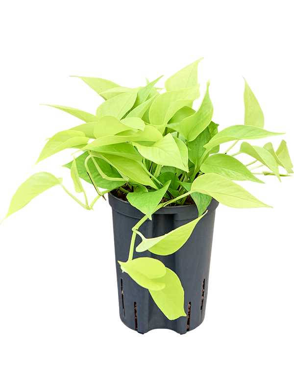 Scindapsus (Epipremnum) 'Golden pothos'