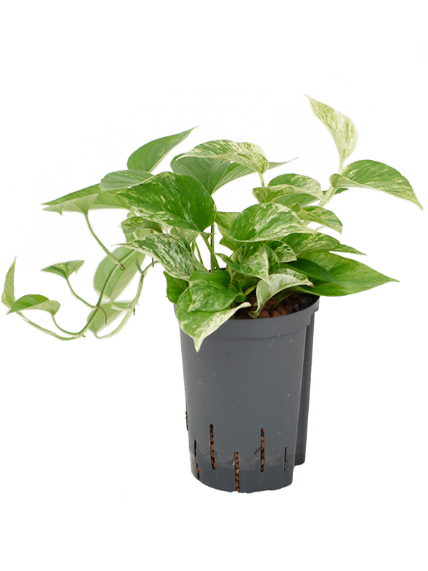 Scindapsus (Epipremnum) 'Marble Queen'