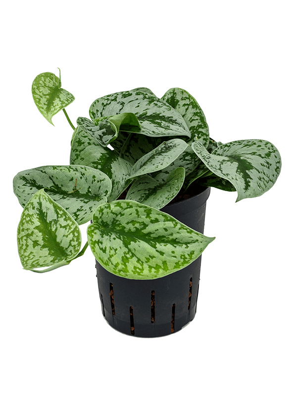 Scindapsus pictus 'Trebie'