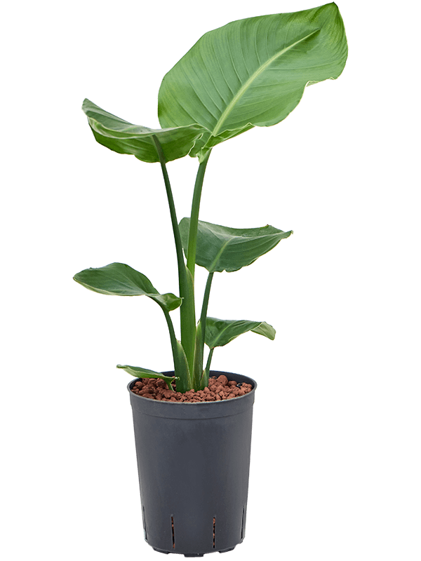 Strelitzia nicolai