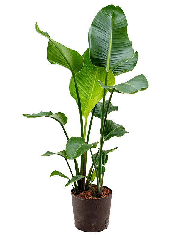 Strelitzia nicolai