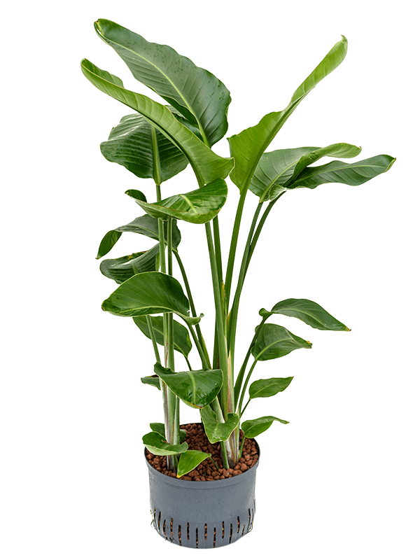 Strelitzia nicolai