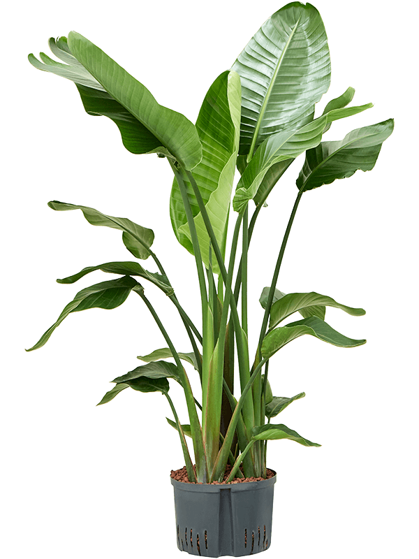 Strelitzia nicolai