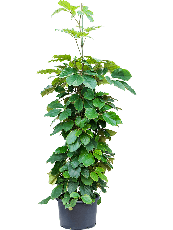 Tetrastigma voinierianum