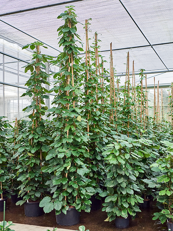 Tetrastigma voinierianum