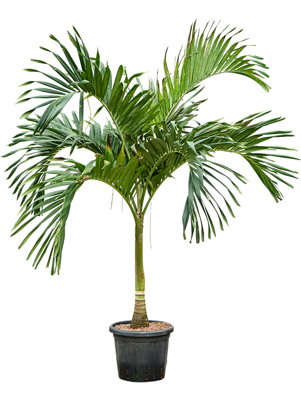 Veitchia (Adonidia) merrillii