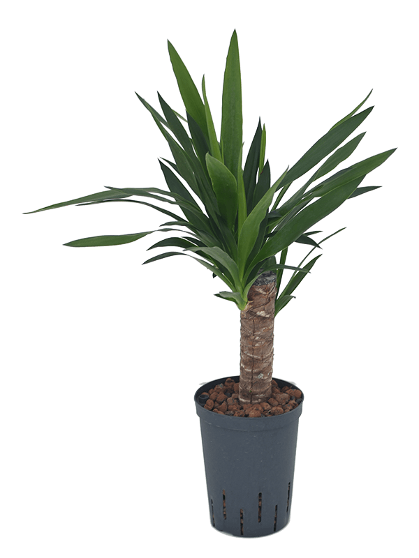 Yucca elephantipes