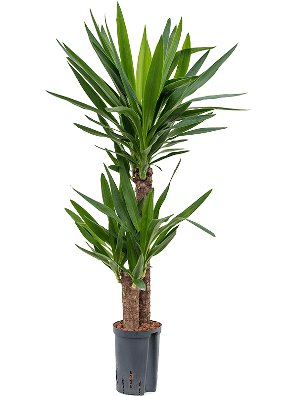 Yucca elephantipes