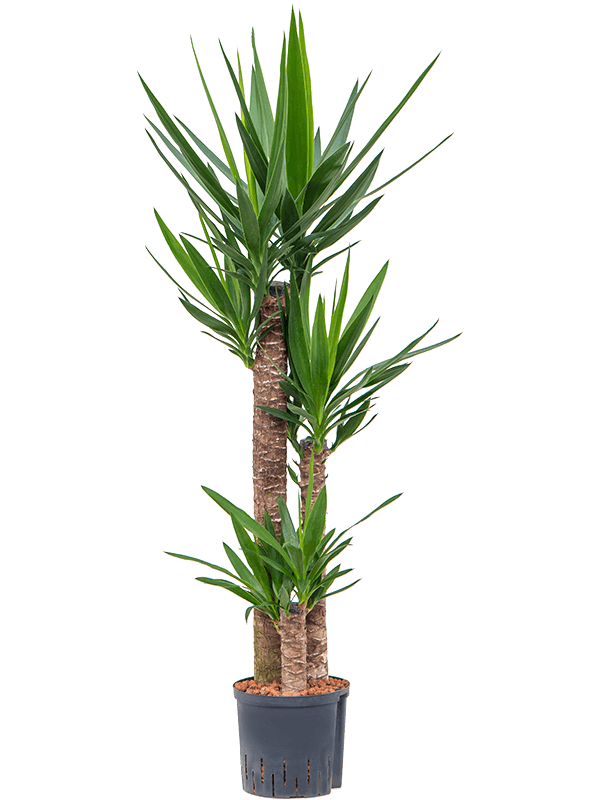 Yucca elephantipes