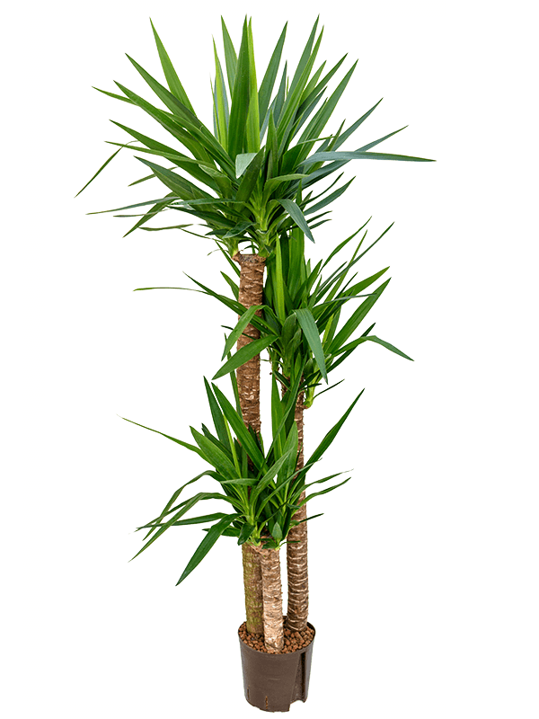 Yucca elephantipes