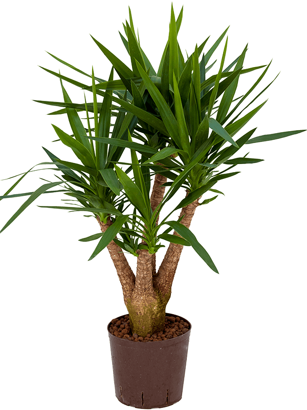 Yucca elephantipes