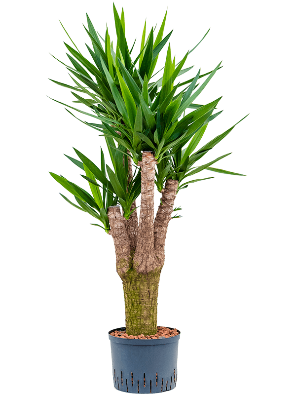 Yucca elephantipes