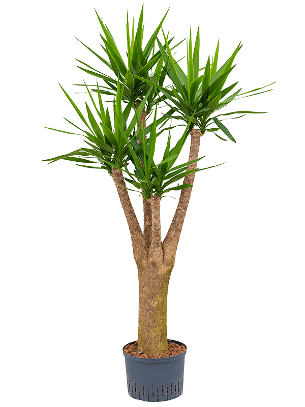 Yucca elephantipes