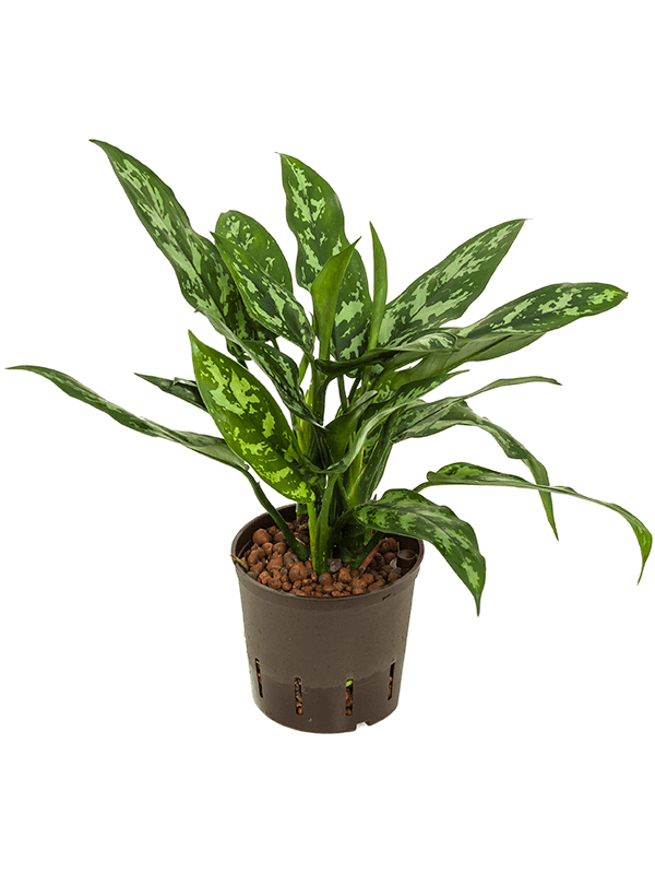 Aglaonema 'Maria'