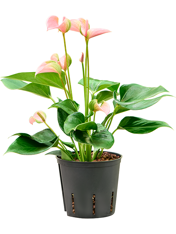 Anthurium andraeanum 'Joli'