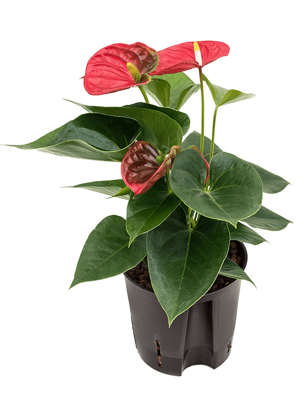 Anthurium andraeanum 'Sierra'