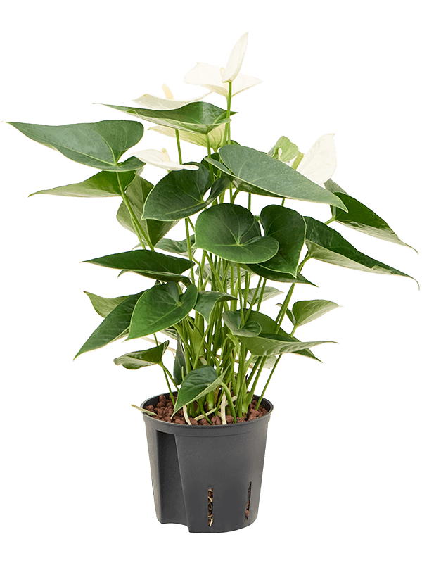 Anthurium andraeanum 'Sierra White'