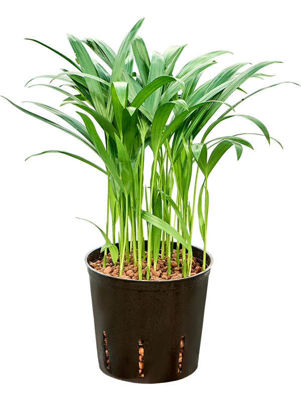 Dypsis (Areca) lutescens