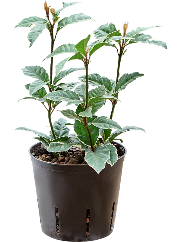 Ardisia malouiana variegata