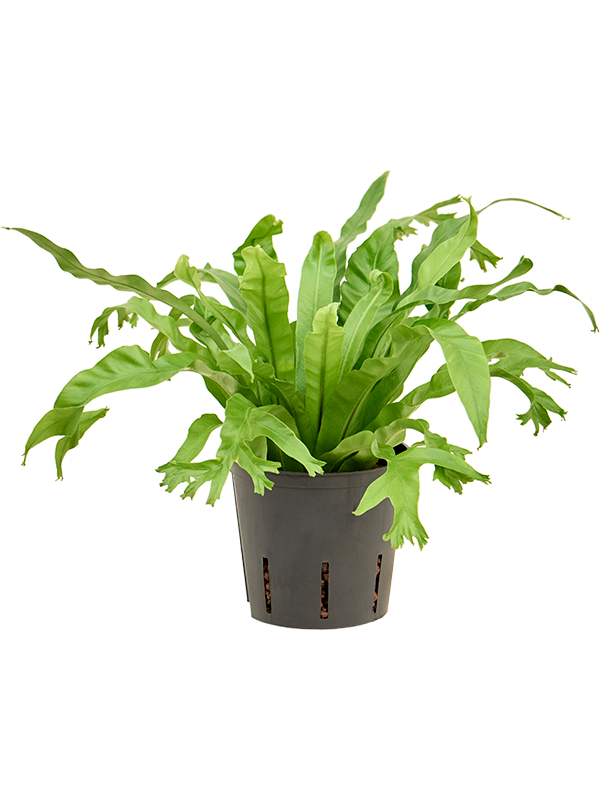 Asplenium antiquum 'Amy'