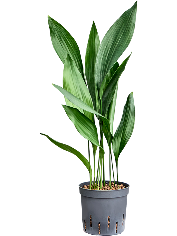 Aspidistra elatior