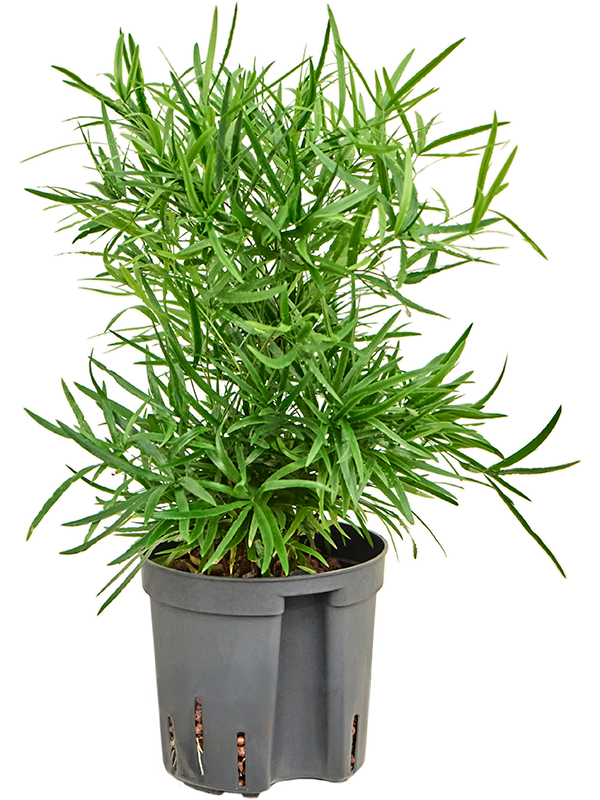 Asparagus falcatus