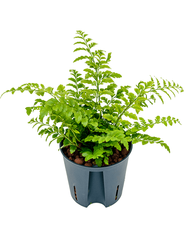 Asplenium dimorphum 'Parvati'