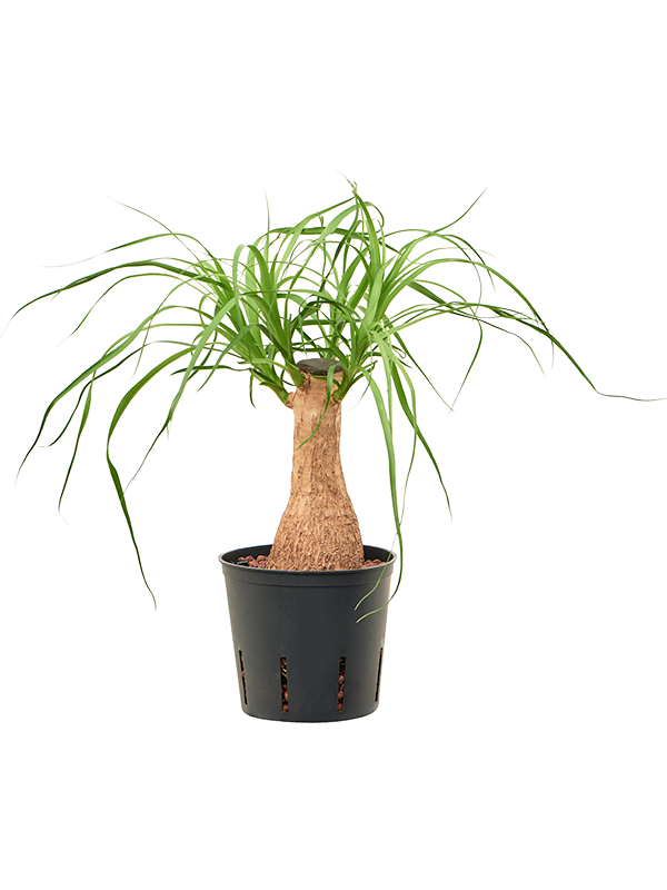 Beaucarnea recurvata