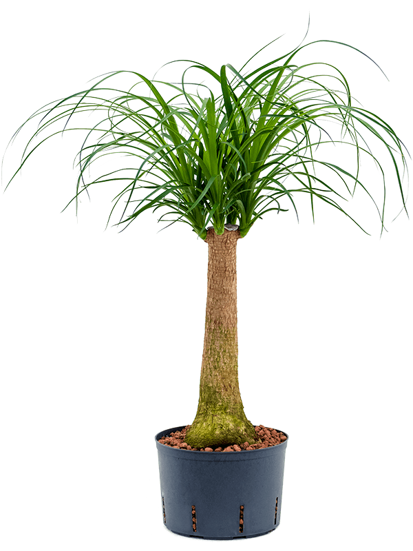 Beaucarnea recurvata