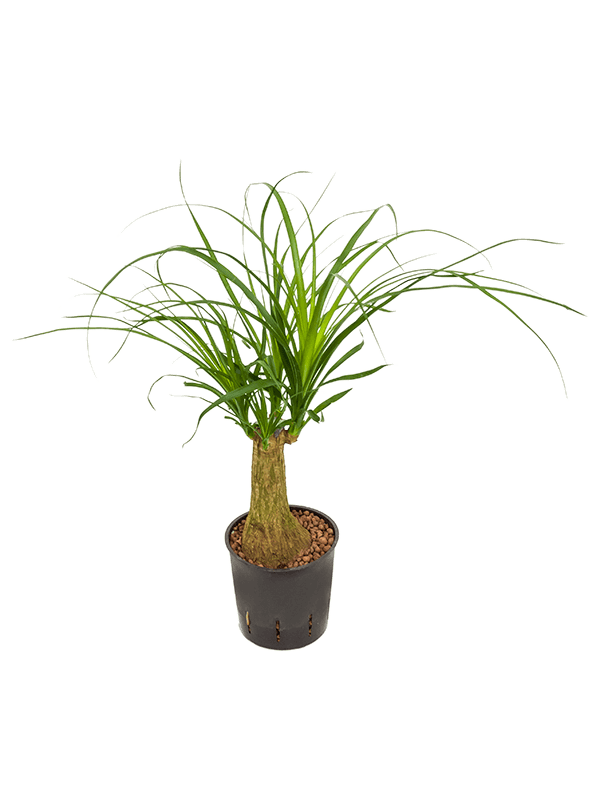 Beaucarnea recurvata