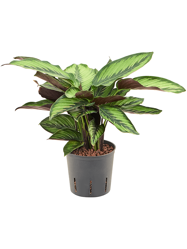 Calathea 'Beauty Star'