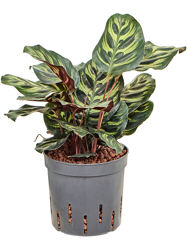 Calathea 'Makoyana'