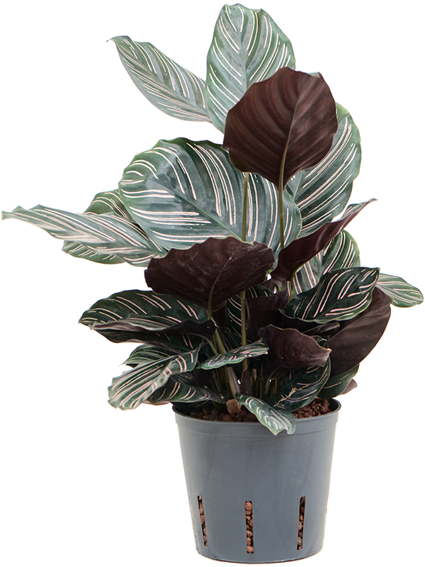 Calathea ornata 'Sanderiana'