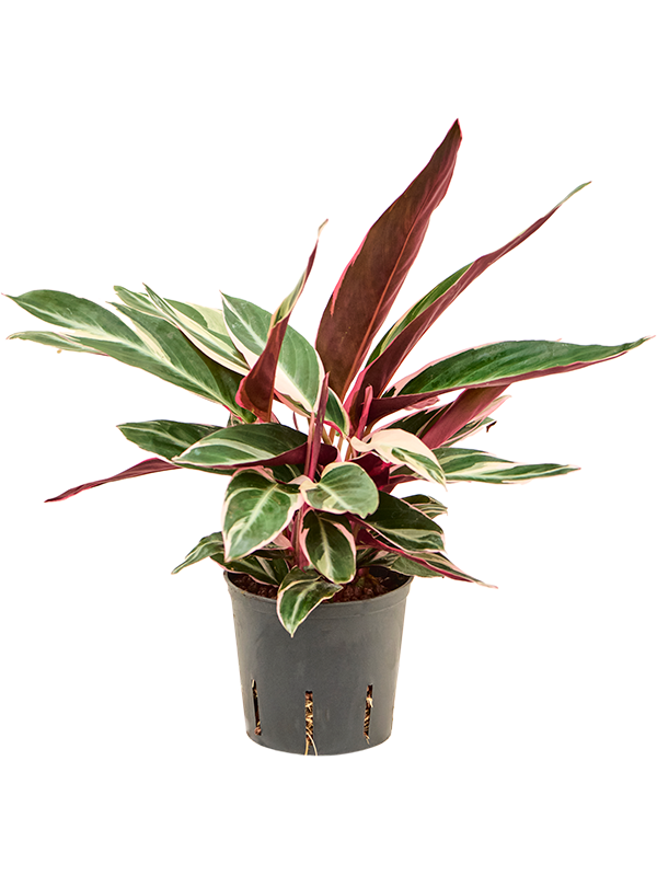 Calathea 'Triostar'