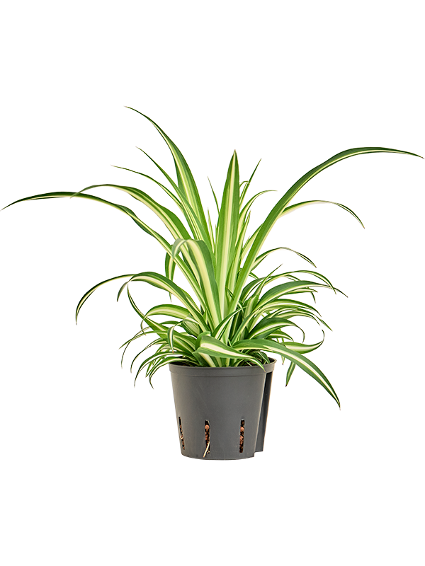Chlorophytum comosum 'Variegatum'