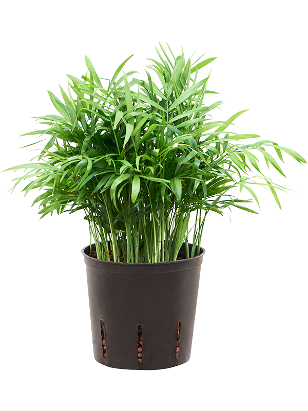 Chamaedorea elegans