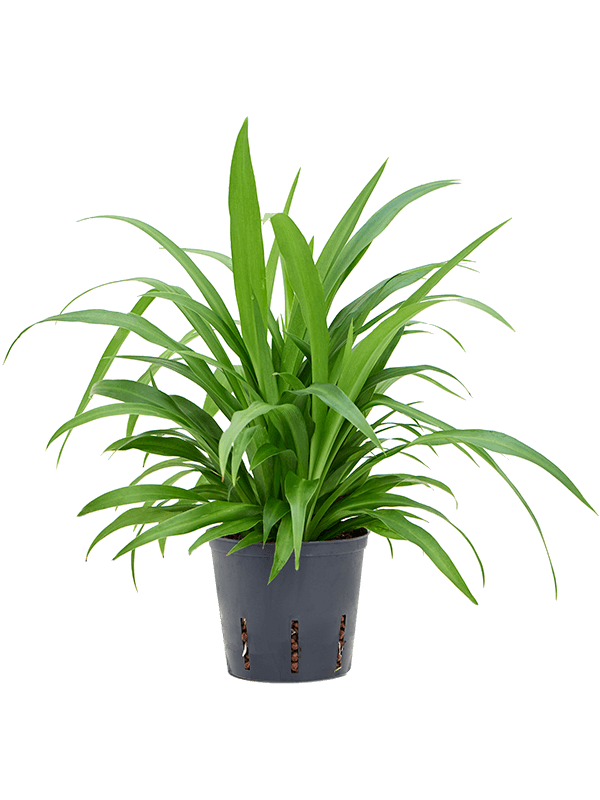 Chlorophytum comosum 'Lemon'
