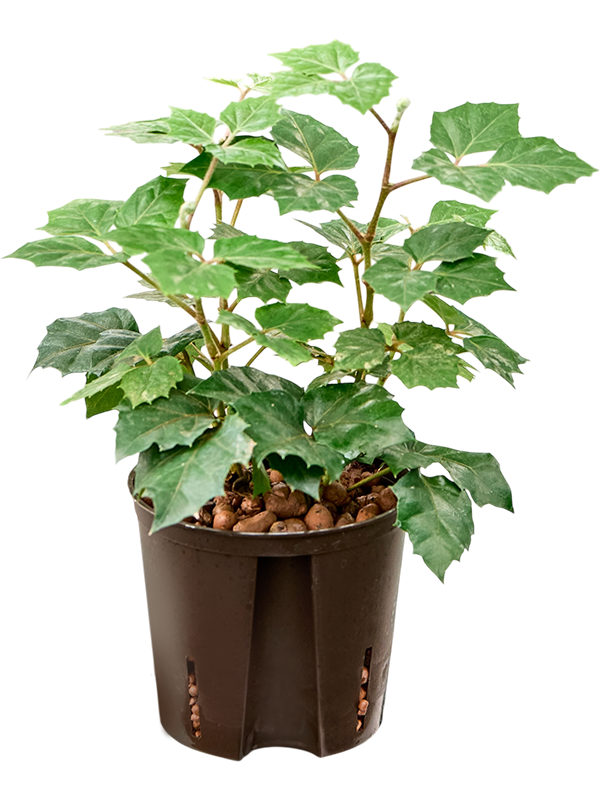 Cissus rhombifolia 'Manda'