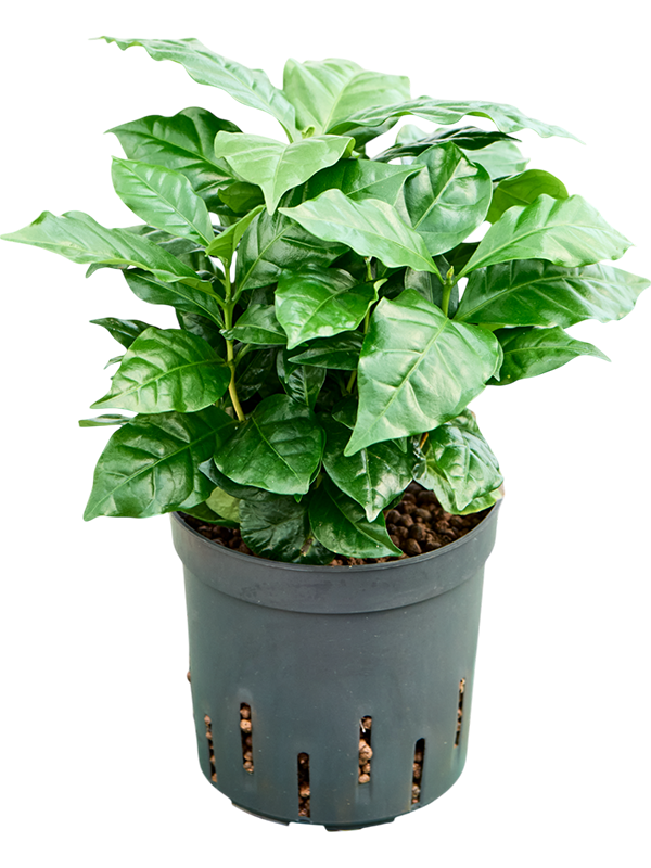 Coffea arabica