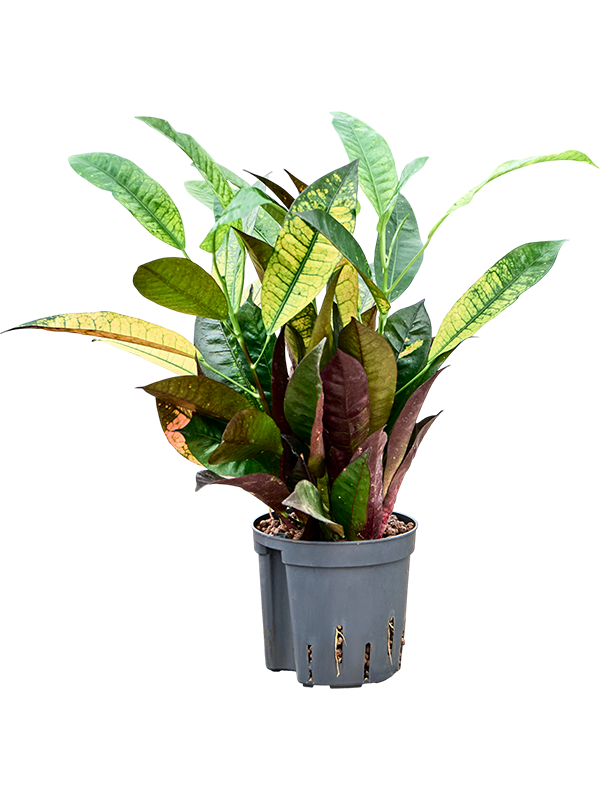 Croton (Codiaeum) variegatum 'Mrs. Iceton'